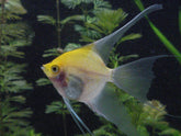 Pterophyllum scalare Maanvis Koi Goudkop Roodwang